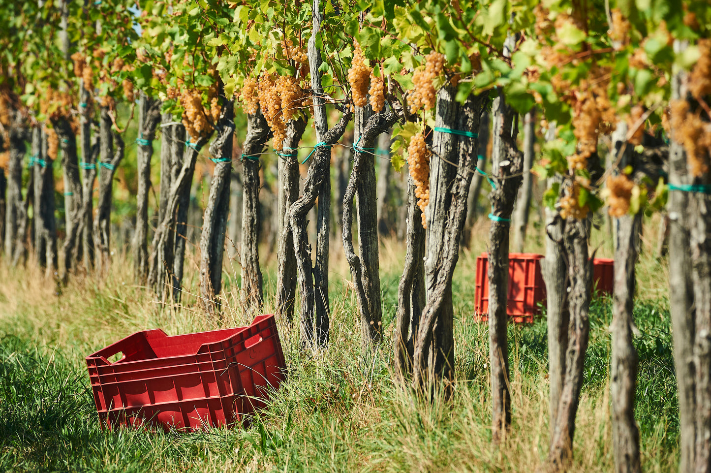 Vintner Spotlight with EDI SIMČIČ